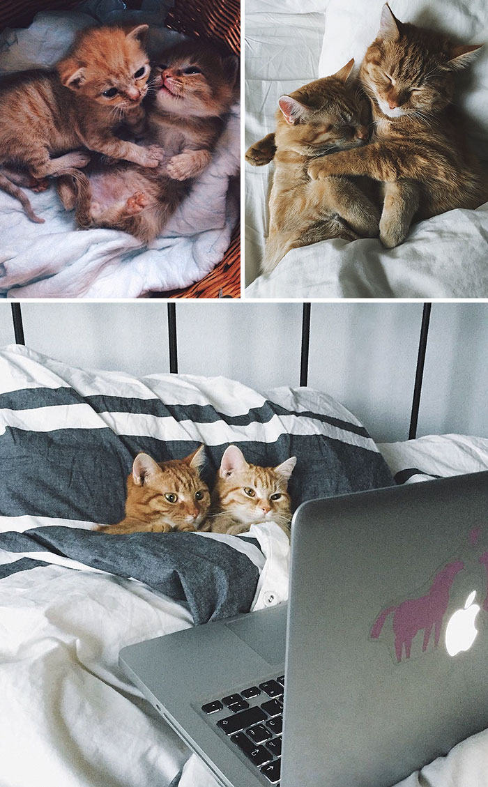 Two Ginger Brothers Found In Garden Are Inseparable From Day 1