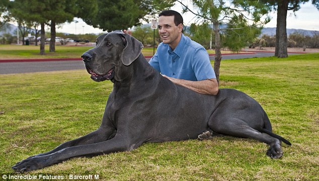 Magnificent: George measures more than 7ft from nose to tail and weighs 18st