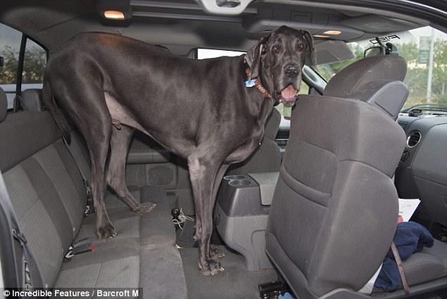 With size comes problems: George the giant barely fits in the back of his owner's SUV