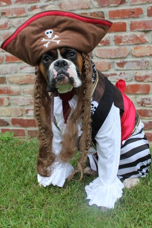 boxer-pirate-costume
