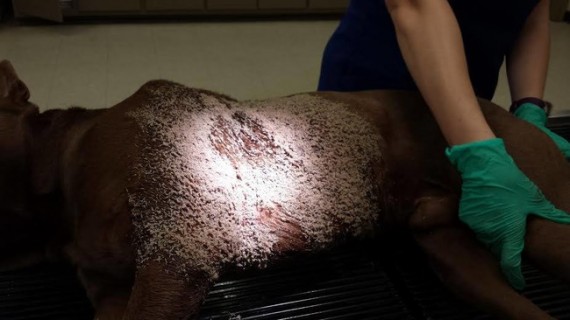 When they sprayed the wound, thousands of maggots appeared indicating he was left like this for days.
