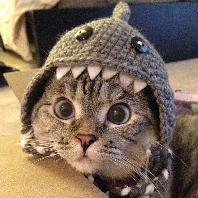 Just because you're wearing a shark hat does <em>not</em> make you a shark.