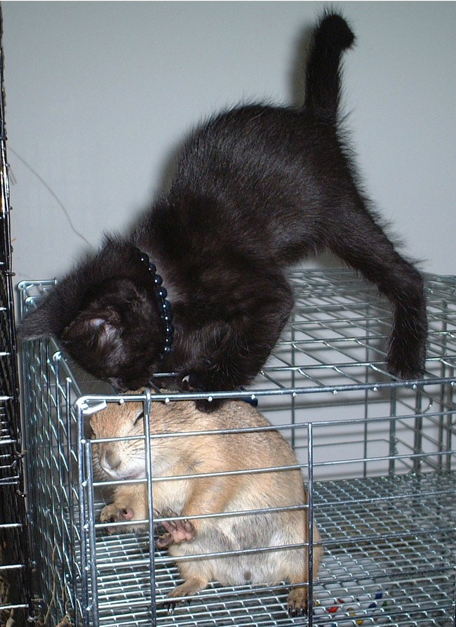 "Kitten, why are they keeping you in this cage?!" 