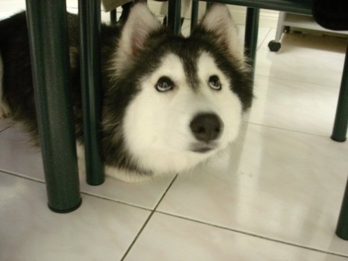 Hmm...lays down like a cat, peers up from under the table like a cat...