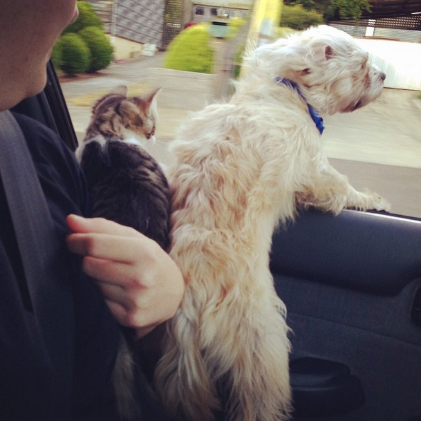 Nothing like cruising with the windows down on those first days of spring, eh, pups?