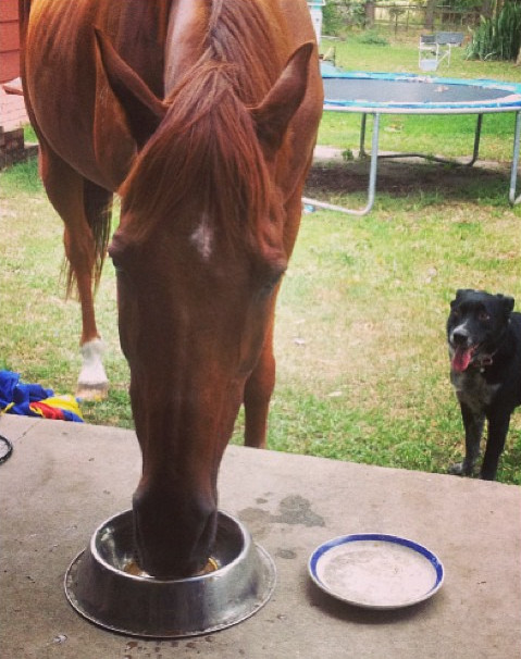 "Um, do you mind? I don't try to steal your hay..."