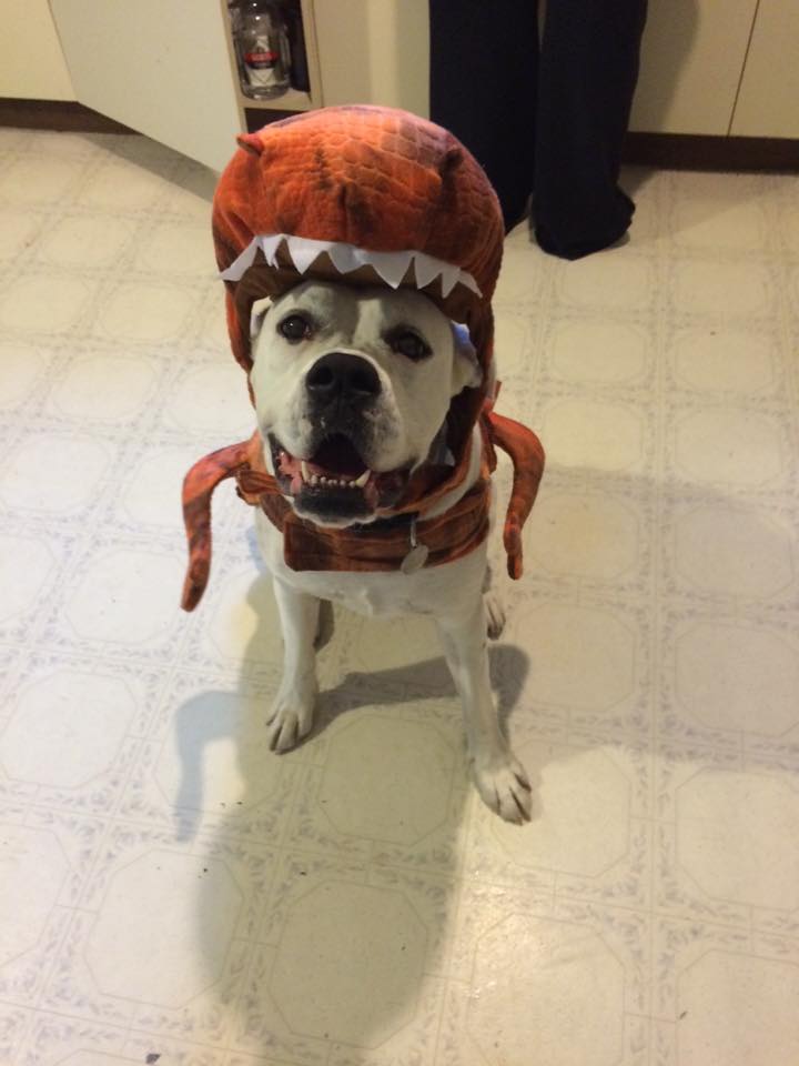 dinosaurs-boxer-dog-costume