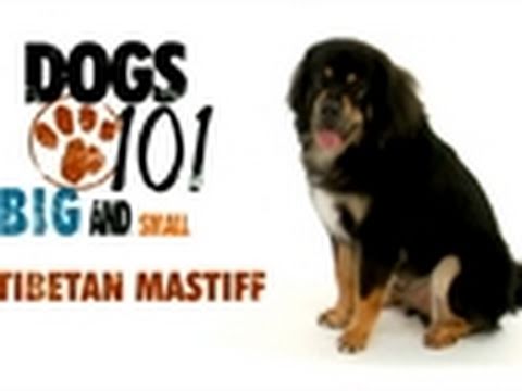 mastiff 101