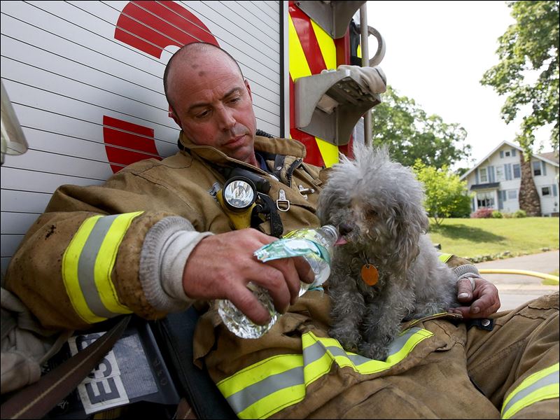 dog-drinking-water