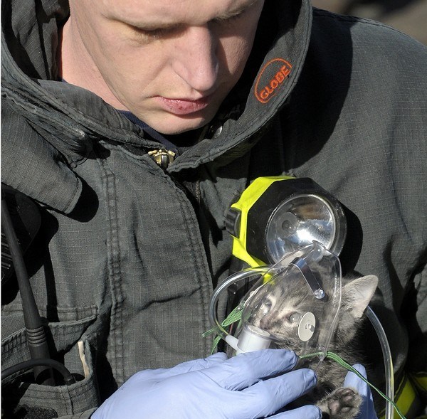 cat-oxygen-mask