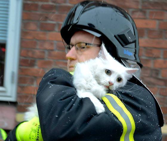 white-cat-hug