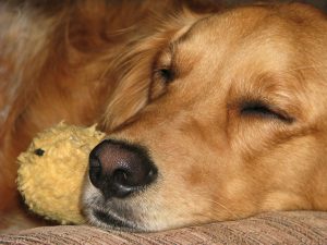 golden-retriever-374872_1280