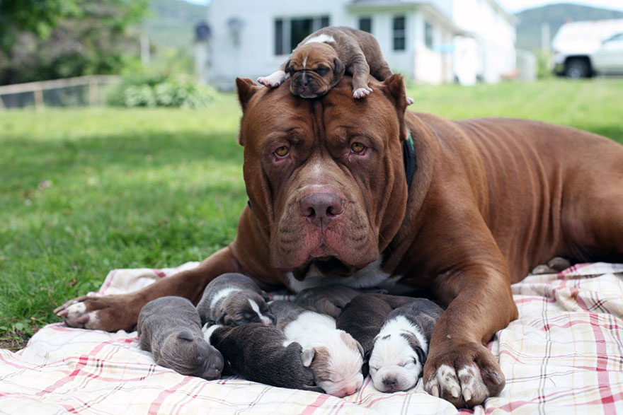 hulk-pitbull-largest-puppies-11