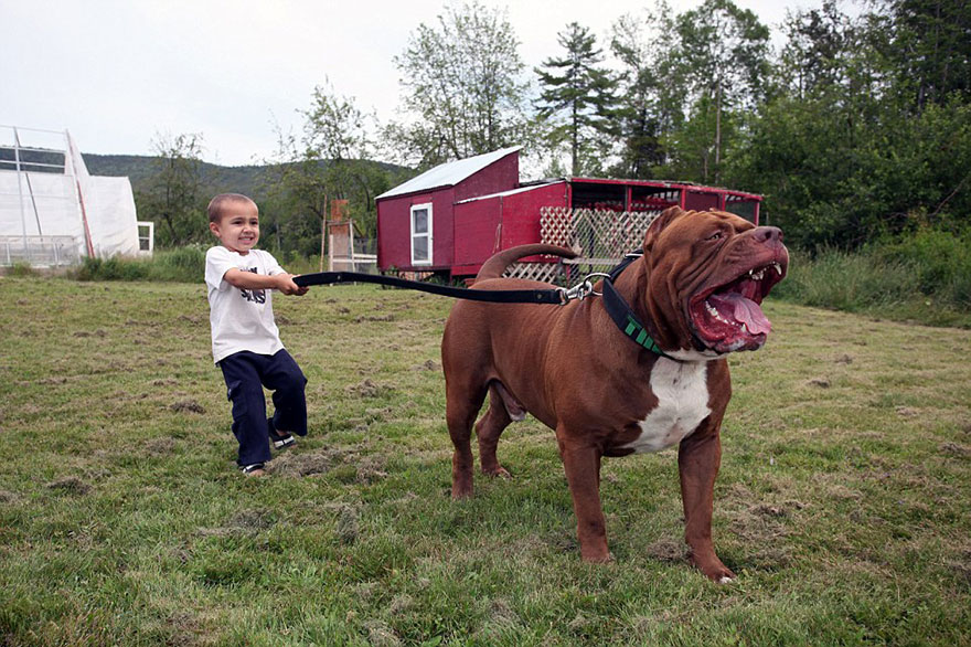 hulk-pitbull-largest-puppies-4