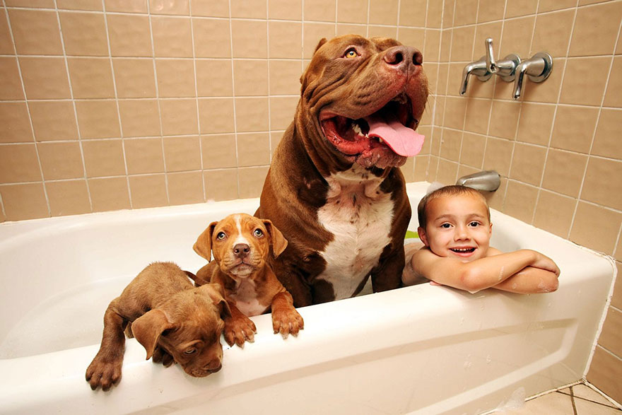 hulk-pitbull-largest-puppies-5