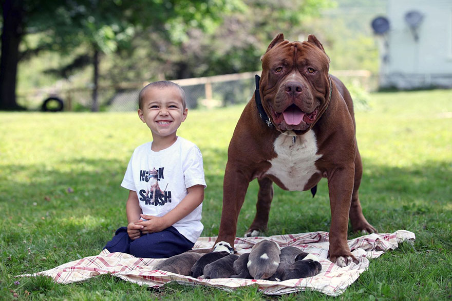 hulk-pitbull-largest-puppies-6