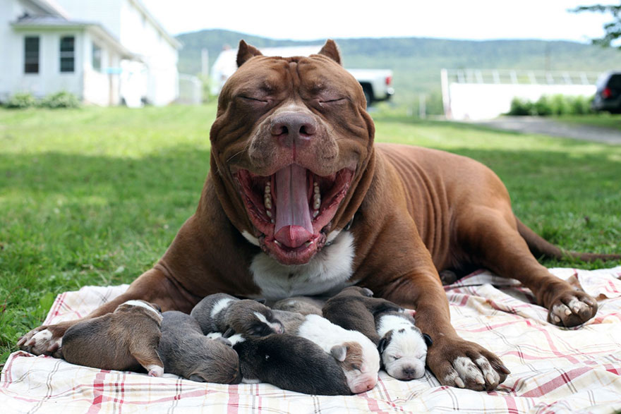 hulk-pitbull-largest-puppies-9