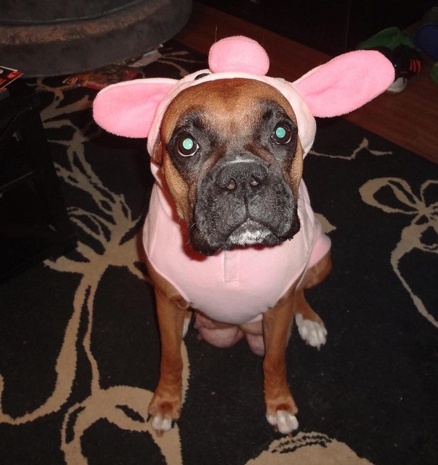 piggy-boxer-halloween-costume