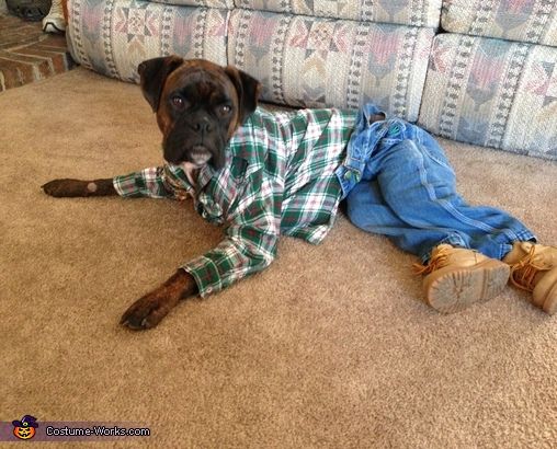 stylish-boxer-dog