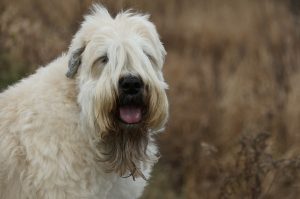 wheaten-terrier-93297_1280