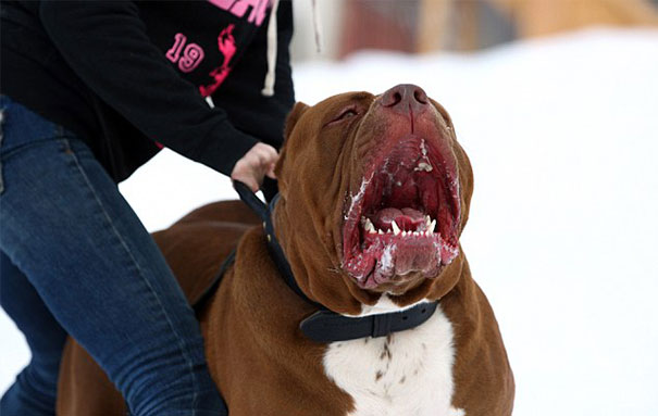 world-biggest-pitbull-the-hulk-dark-dynasty-k9-1