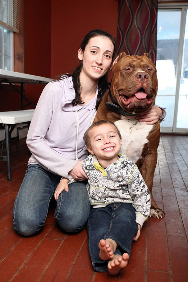 world-biggest-pitbull-the-hulk-dark-dynasty-k9-11