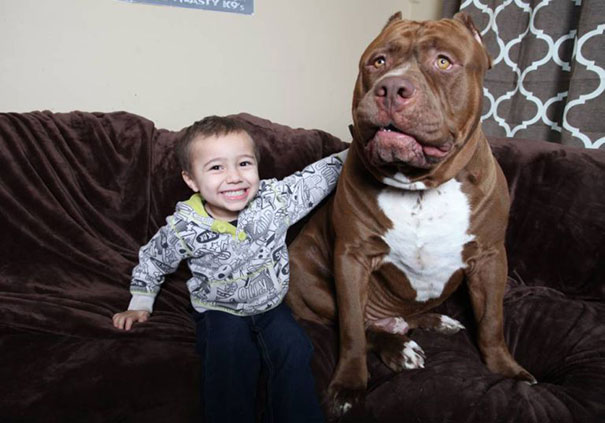 world-biggest-pitbull-the-hulk-dark-dynasty-k9-14