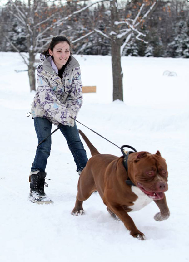 world-biggest-pitbull-the-hulk-dark-dynasty-k9-15