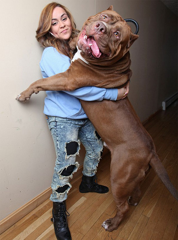 world-biggest-pitbull-the-hulk-dark-dynasty-k9-7