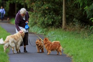 australian-terrier-164087_1280