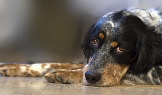 dog-551413_640