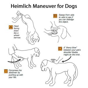 dog-heimlich-maneuver-steps
