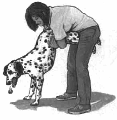 helping a choking dog