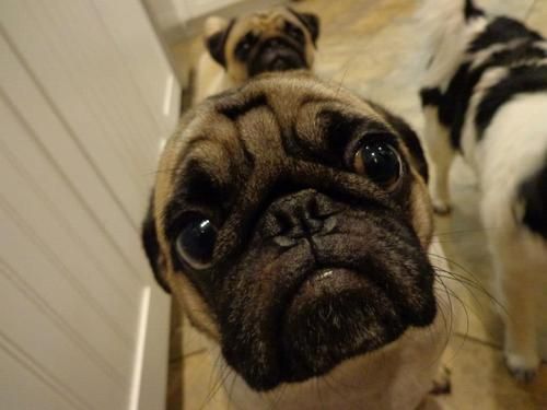 face closeup pug eyes begging