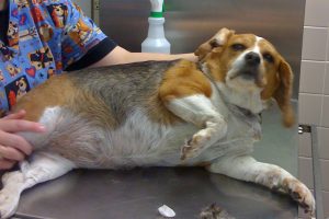 obese-beagle
