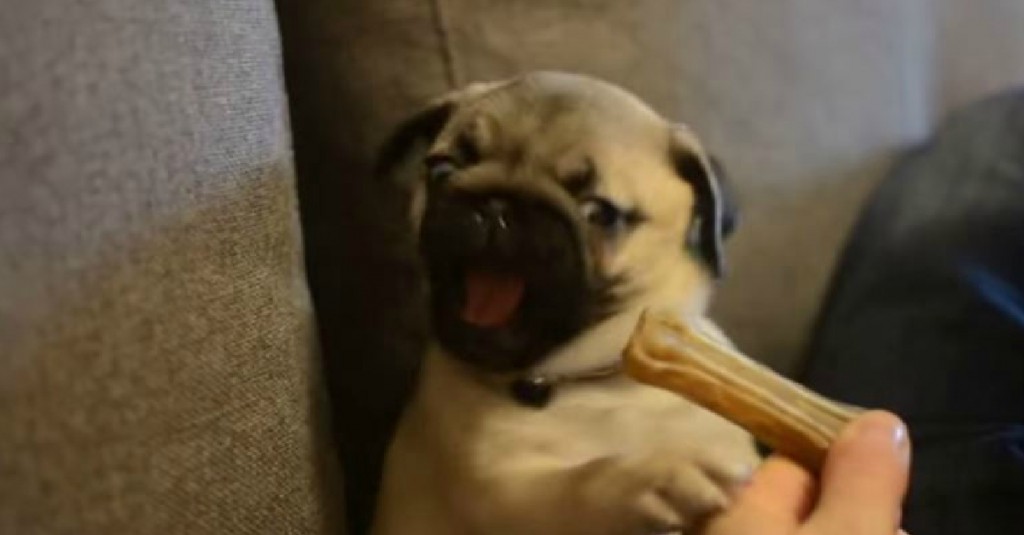 pug-puppy-vs-bone1