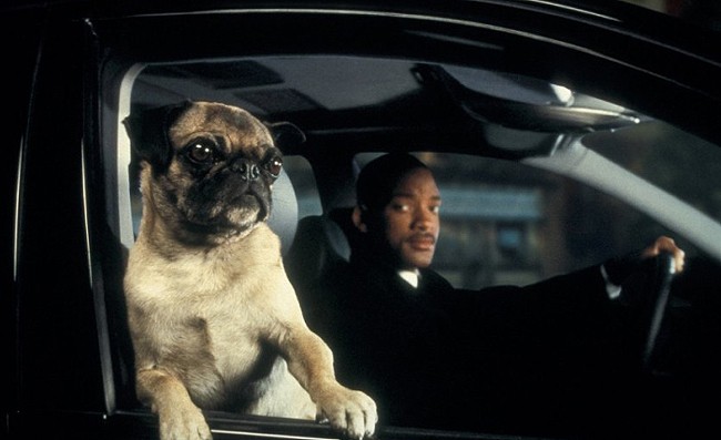 pug_MIB