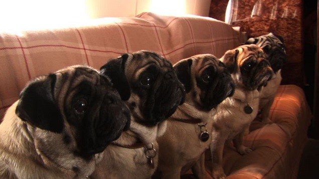 pugs listening dogs