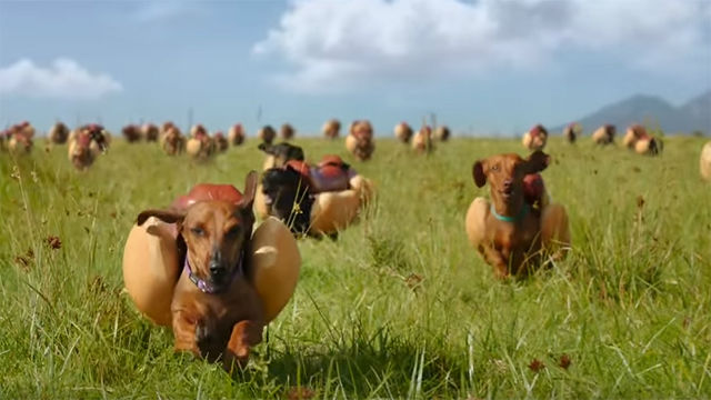 wiener-dogs-and-heinz