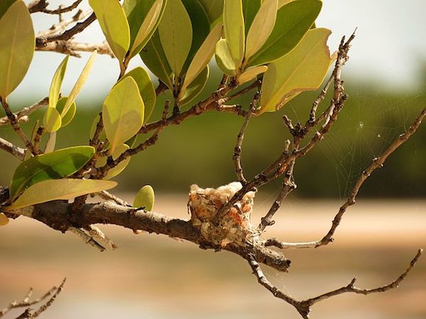 Hummingbird nest, Yucatan, Mexico By Katja Schulz