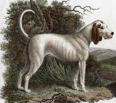 01-extinct-dog-breeds