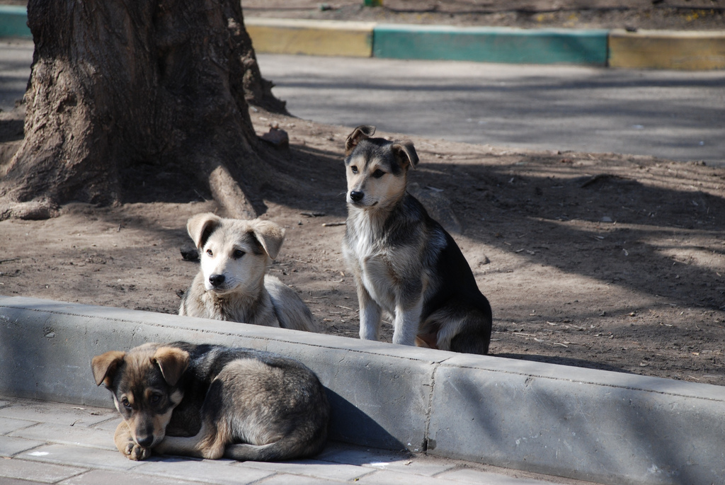 01-moscow-stray-dogs-ride-subway