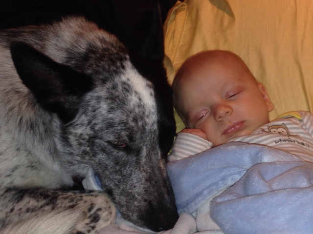 02-dogs-with-babies
