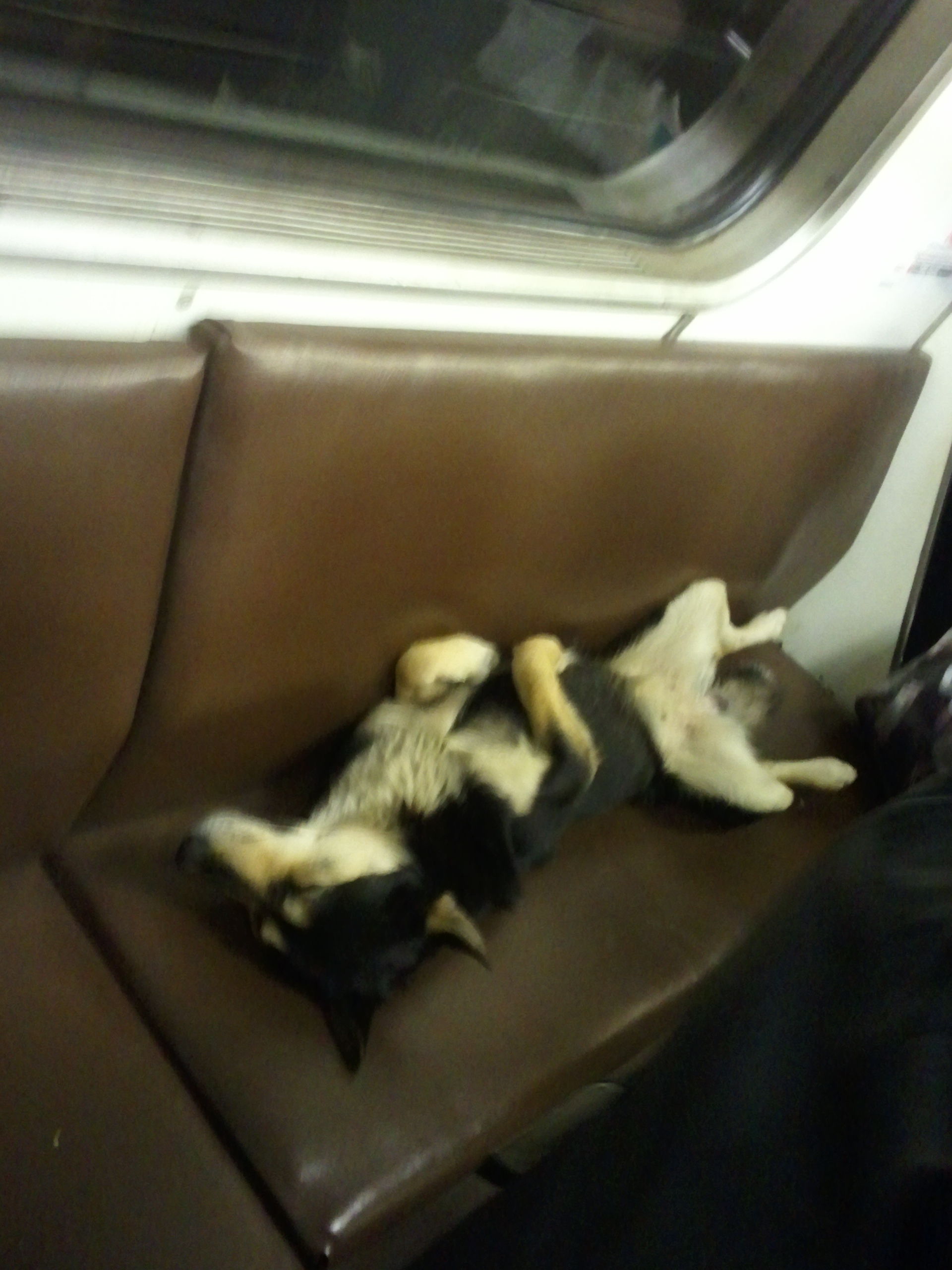 02-moscow-stray-dogs-ride-subway