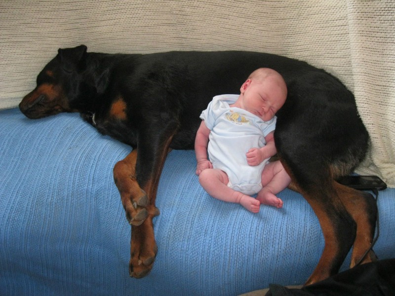 08-dogs-with-babies