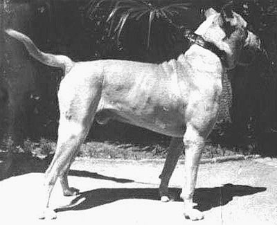 09-extinct-dog-breeds