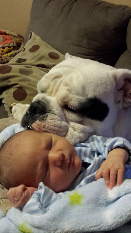 10-dogs-with-babies
