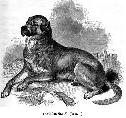 12-extinct-dog-breeds