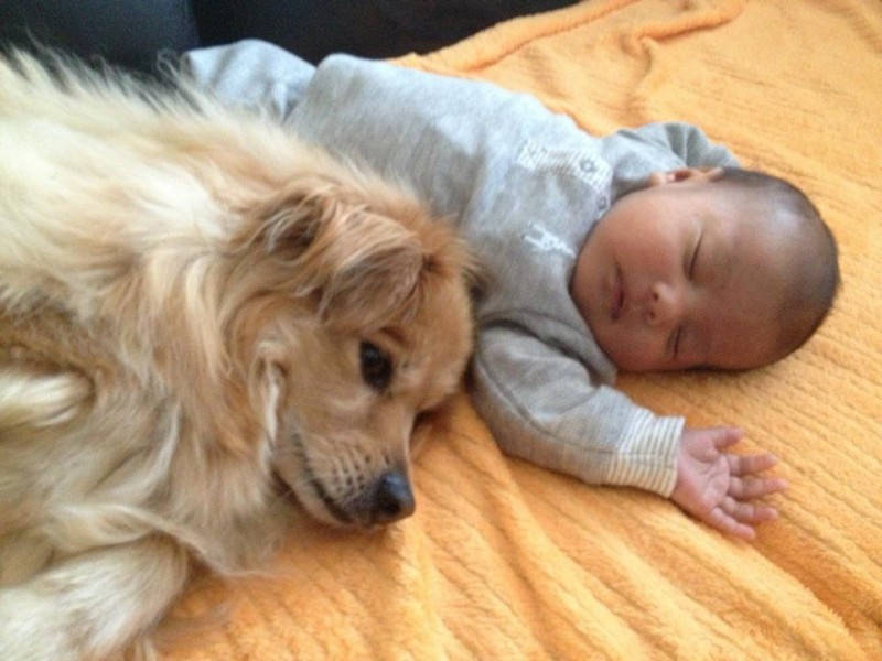 13-dogs-with-babies