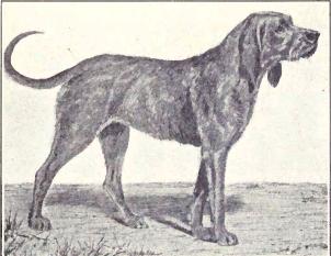 13-extinct-dog-breeds